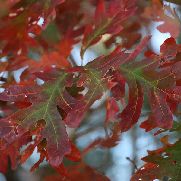 Eastern White Oak