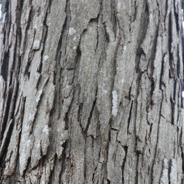Eastern White Oak