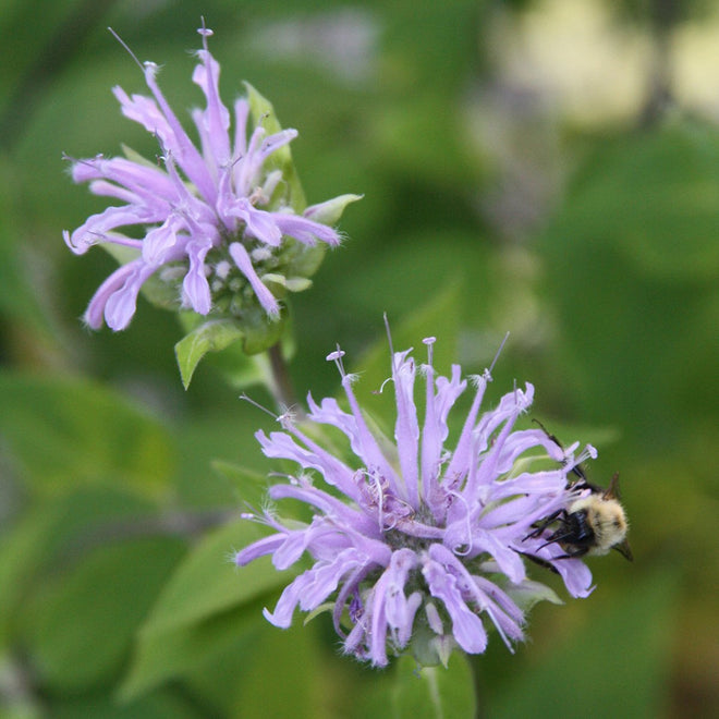Herbaceous Perennials