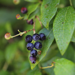 Woody Plants Collection (blueberry)