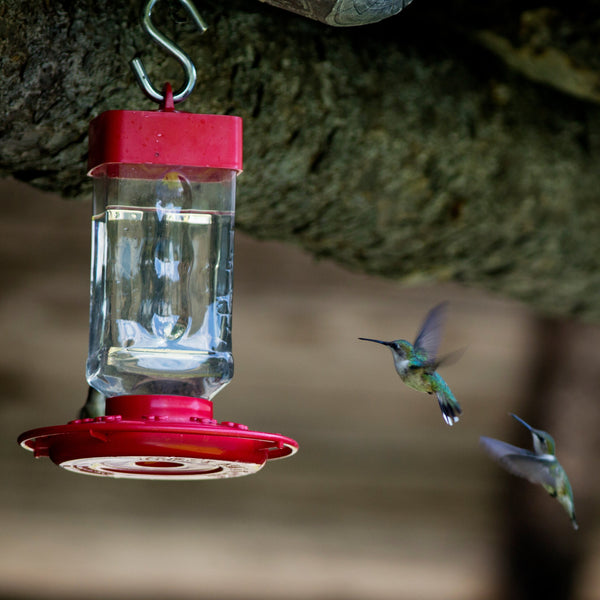 Hummingbird Bundle