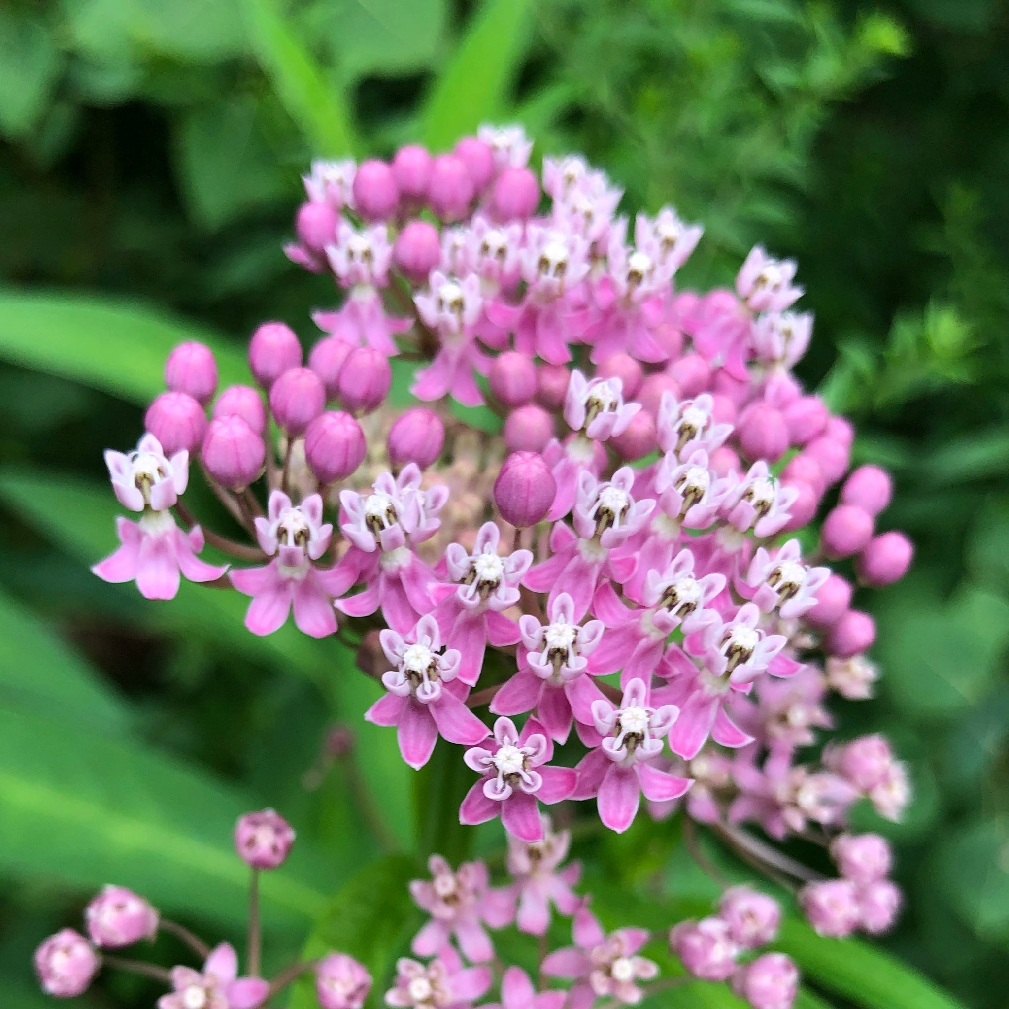 Swamp Milkweed