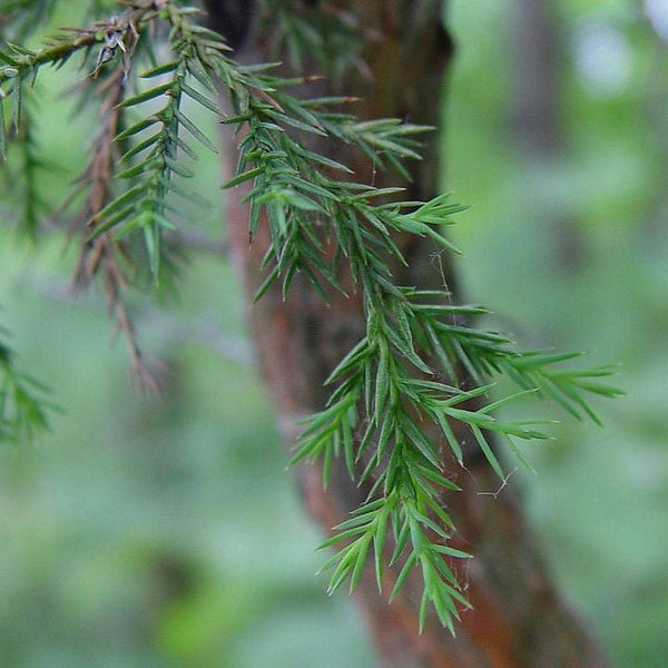 Eastern Red Cedar