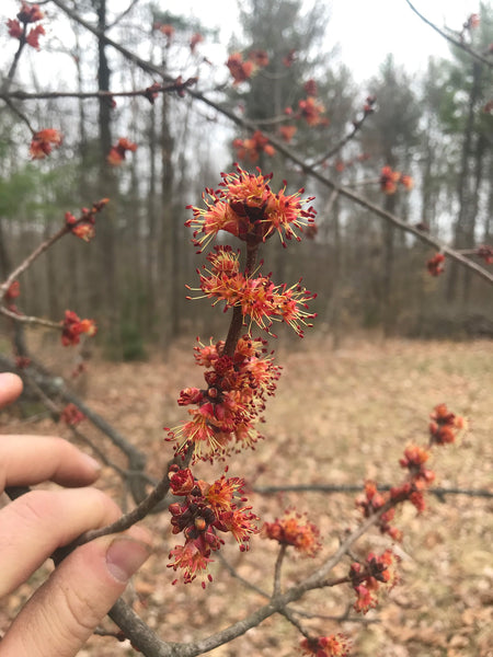 Red Maple