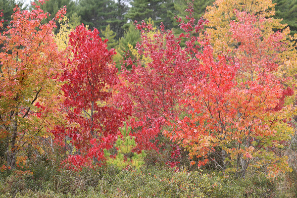 Red Maple
