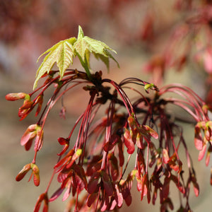 Red Maple