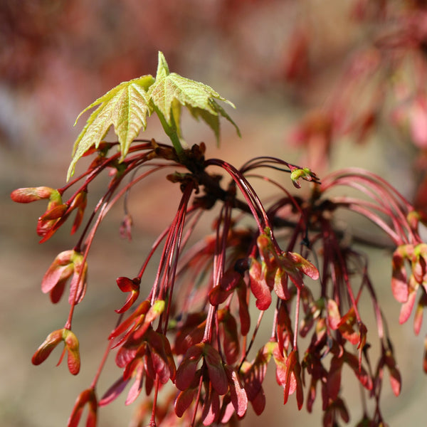 Red Maple