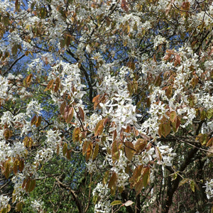 Downy Serviceberry