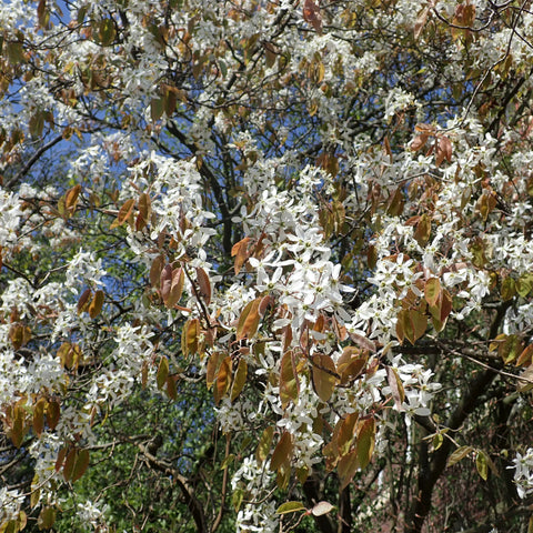 Downy Serviceberry