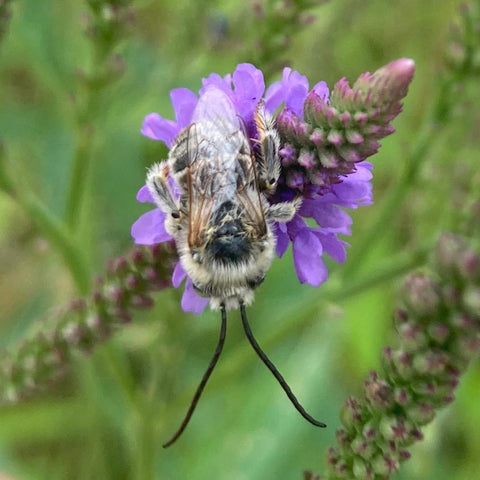Blue Vervain