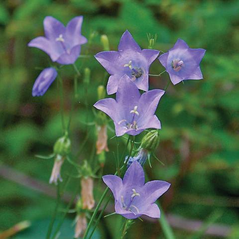 Blue Bellflower