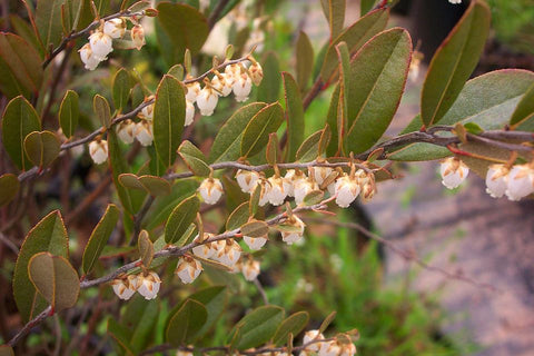 Leatherleaf