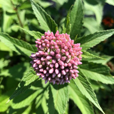 Spotted Joe Pye Weed