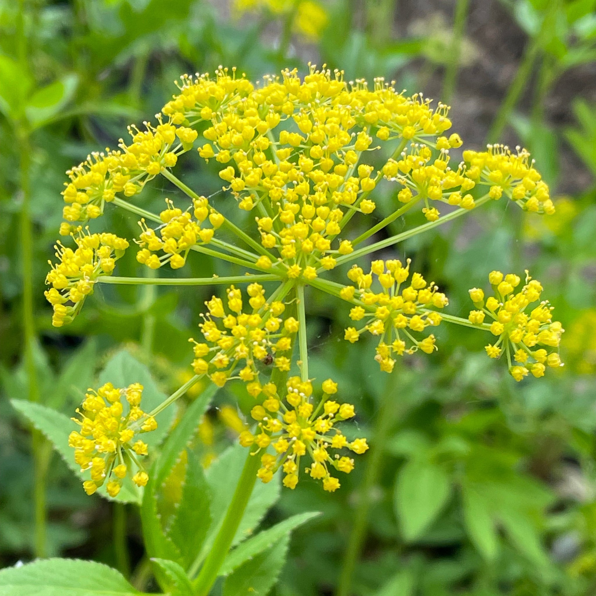 Golden Alexander