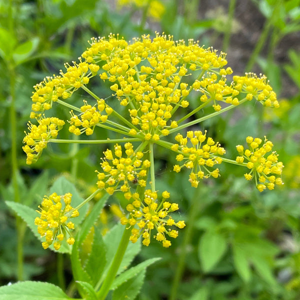 Golden Alexander