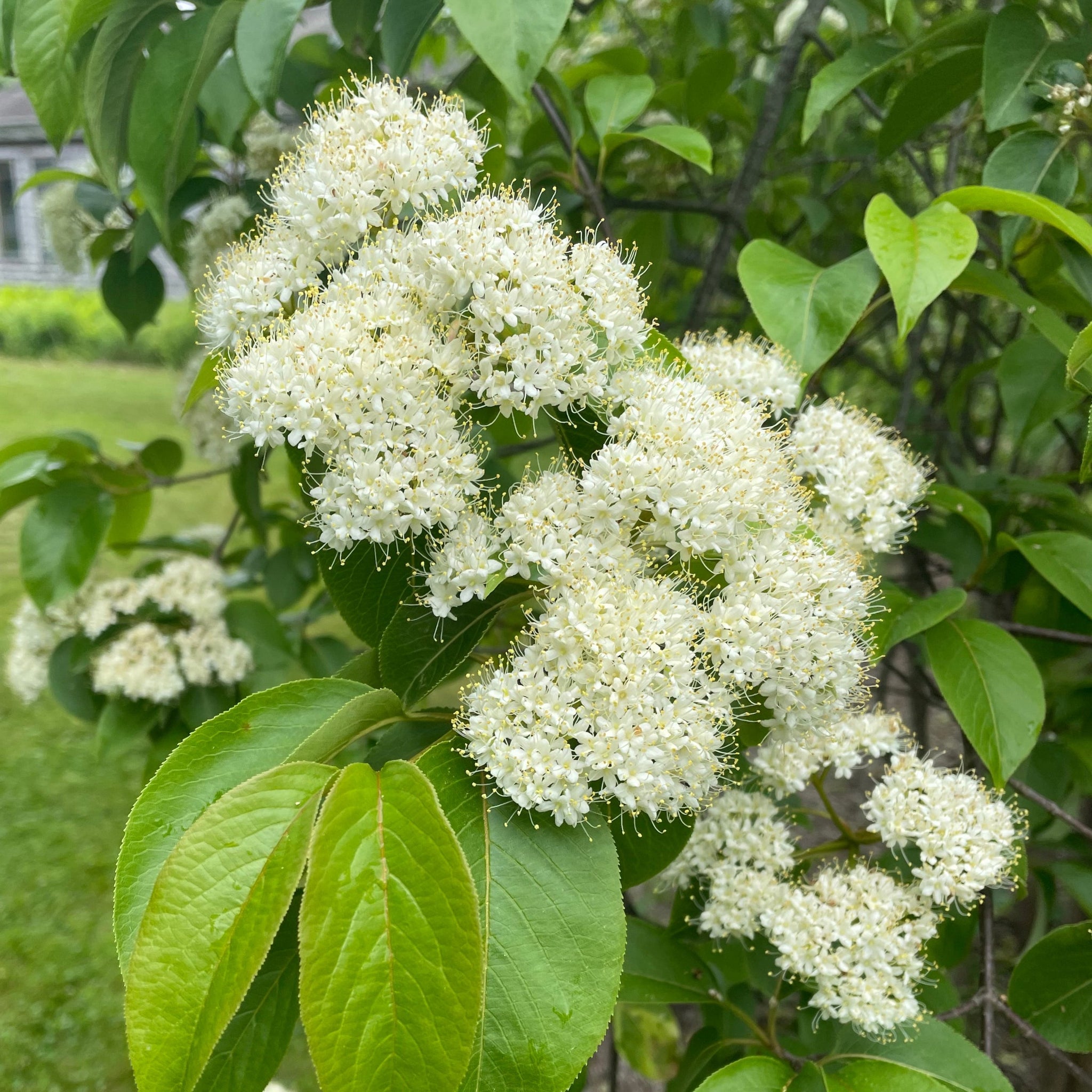 Gray Dogwood