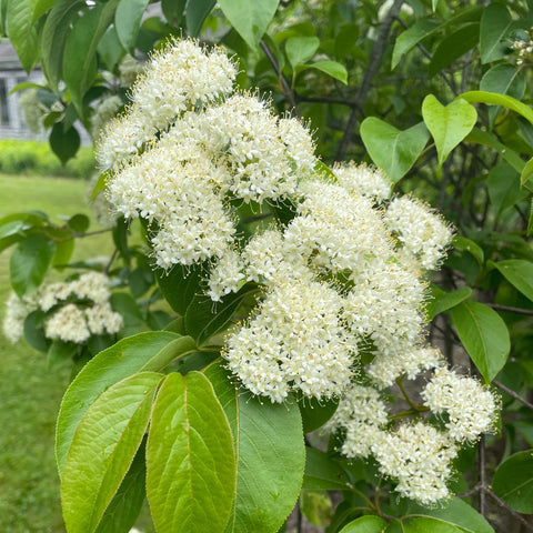 Gray Dogwood