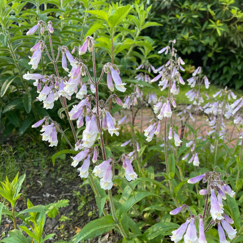 Hairy Beardtongue