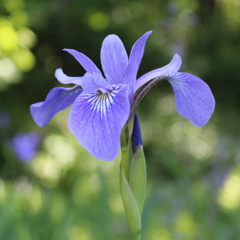 Blue Flag Iris