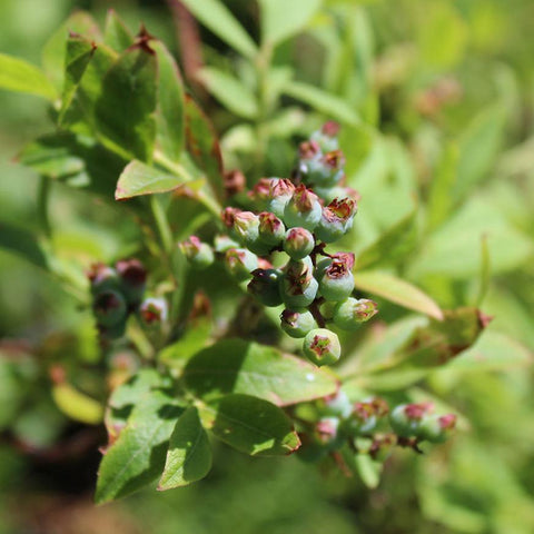 Lowbush Blueberry