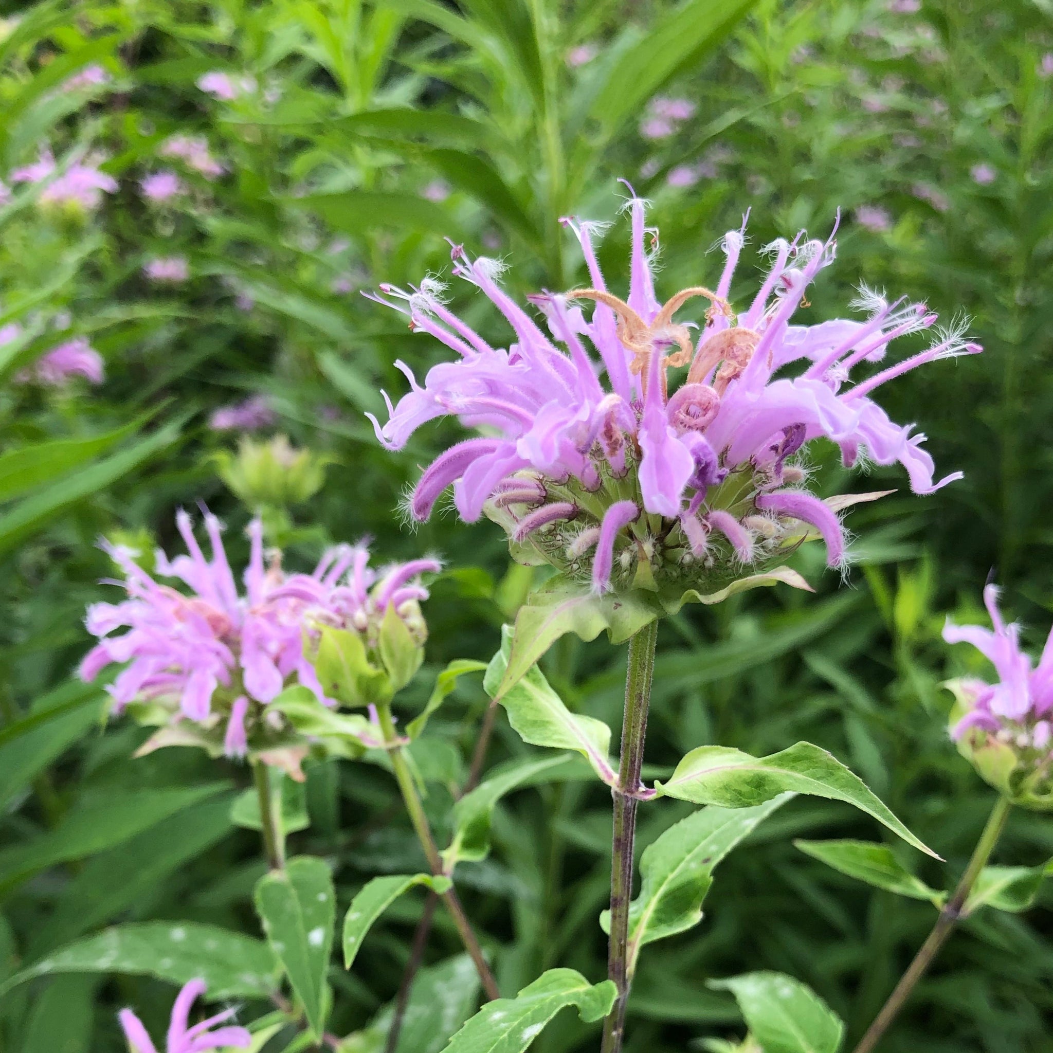 Wild Bergamot