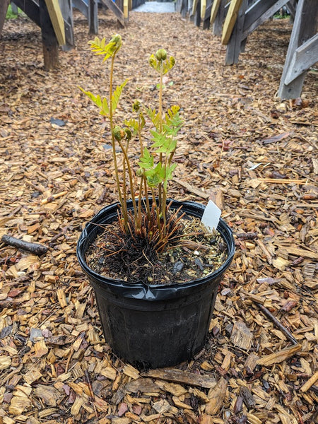 Royal Fern