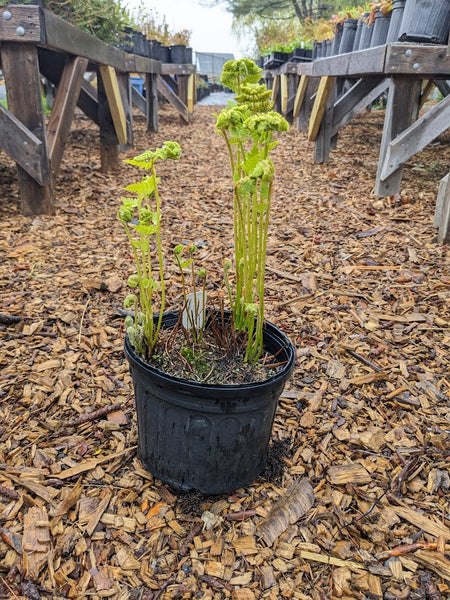 Interrupted Fern
