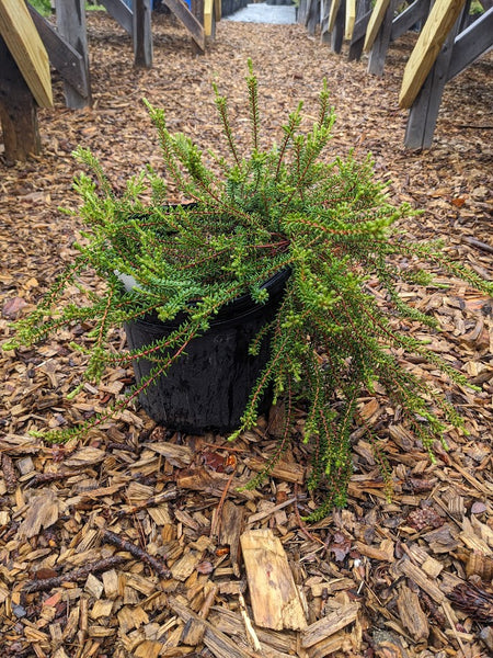 Black Crowberry
