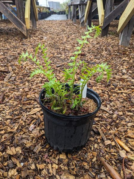 Christmas Fern