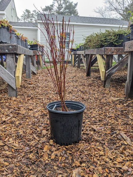 Gray Dogwood