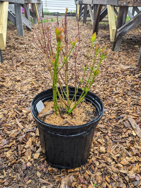 Silky Dogwood