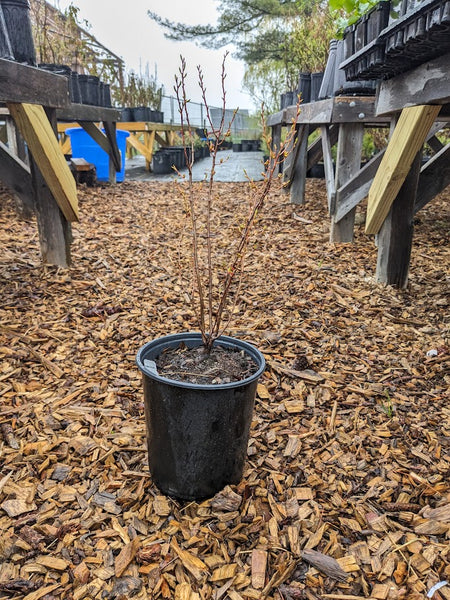 Black Huckleberry