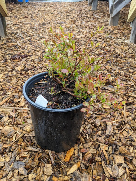 Lowbush Blueberry