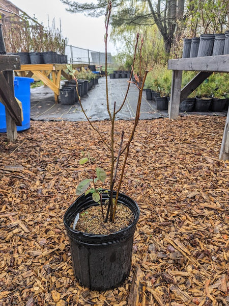 Canada Serviceberry