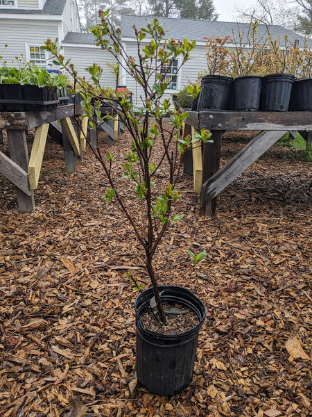 Black Chokeberry