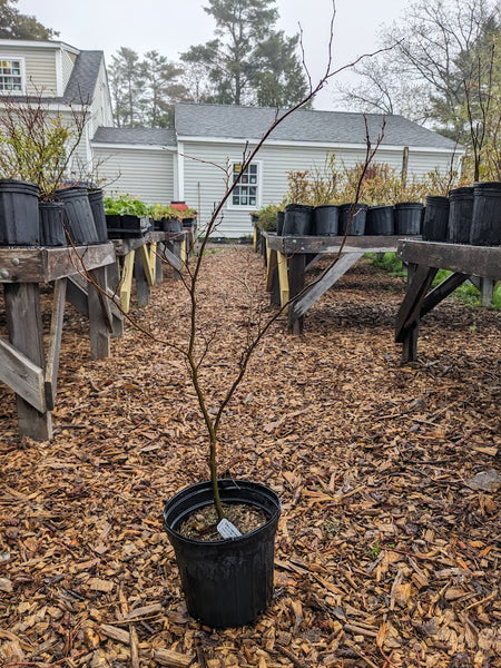 American Hornbeam