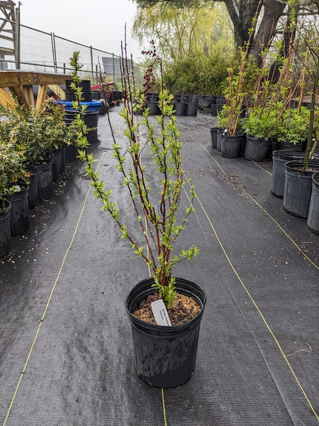 Steeplebush