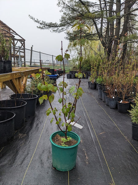 Mapleleaf Viburnum