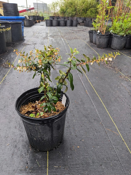 Leatherleaf