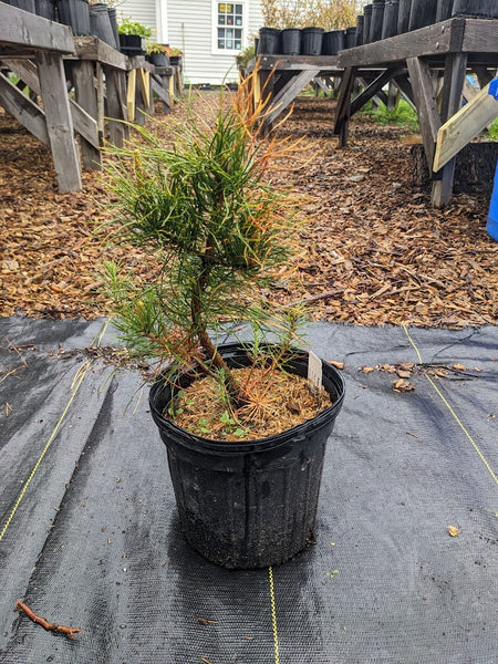 Pitch Pine
