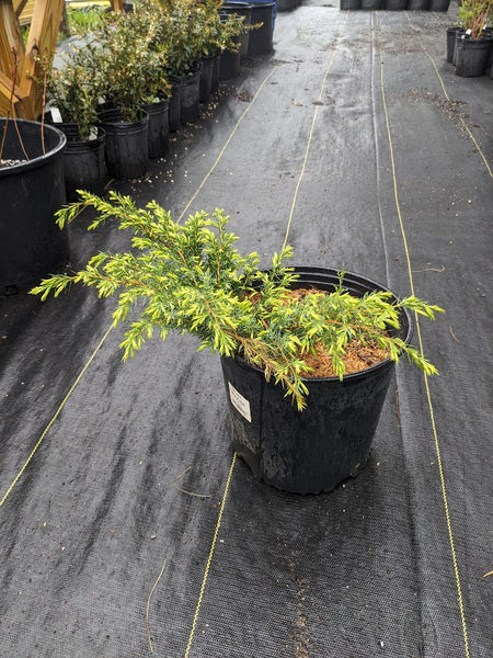 Common Juniper