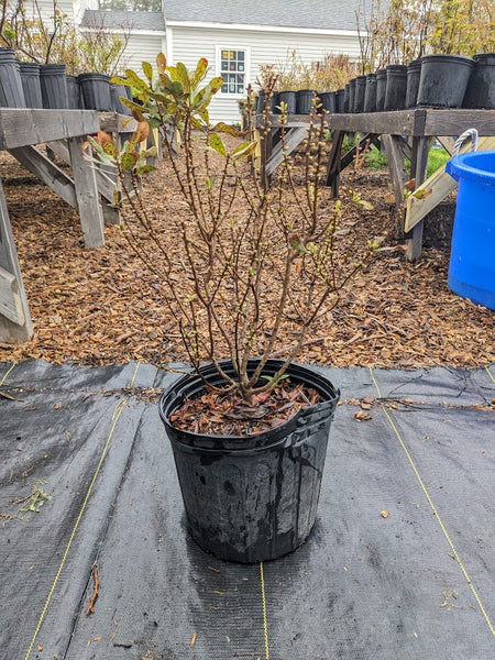 Northern Bayberry