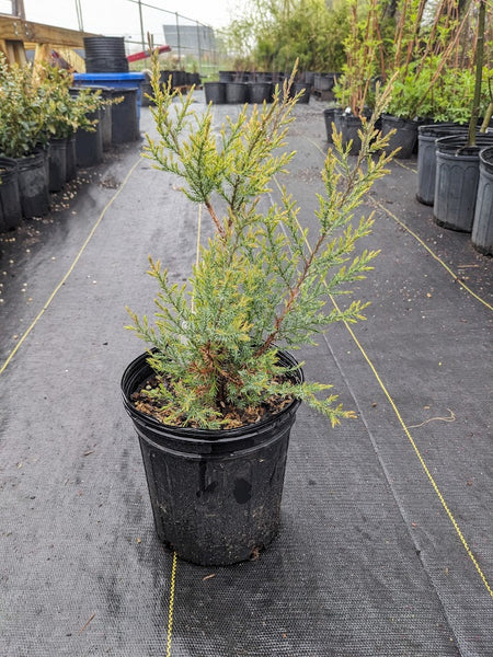 Eastern Red Cedar