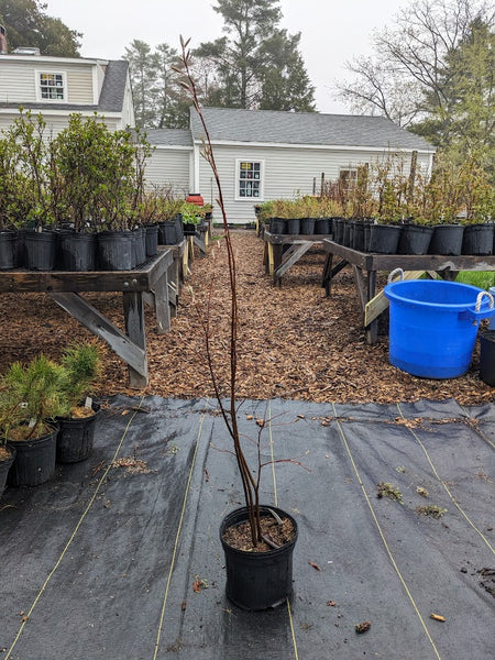 Downy Serviceberry
