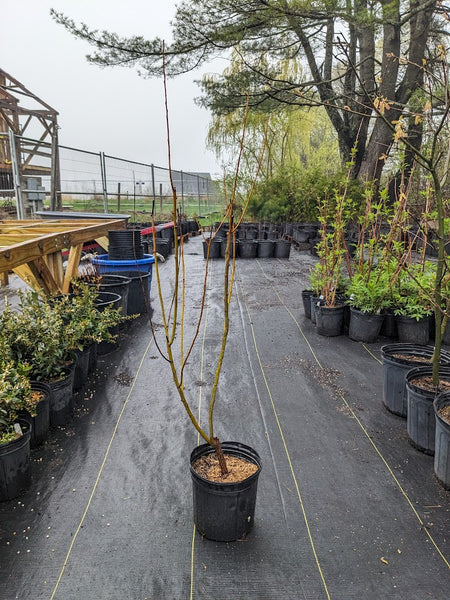 Black Willow