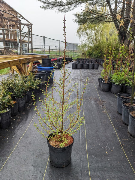 American Larch
