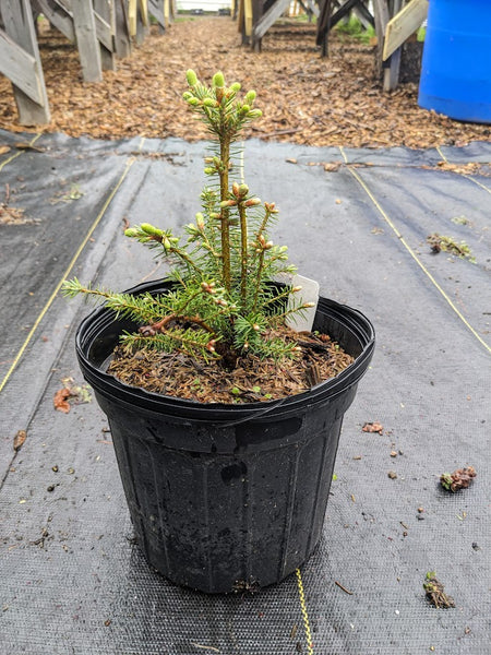 Balsam Fir