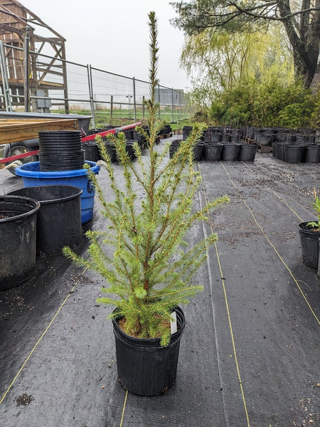 Black Spruce