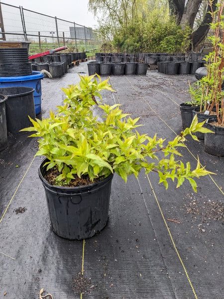 Bush Honeysuckle