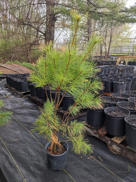 Eastern White Pine